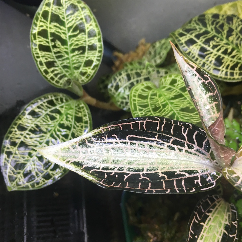 f:id:PUJIMO:20200221022511j:image