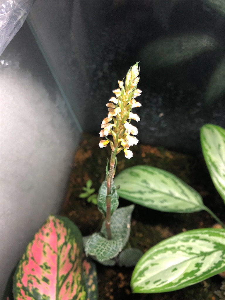 f:id:PUJIMO:20200221022601j:image