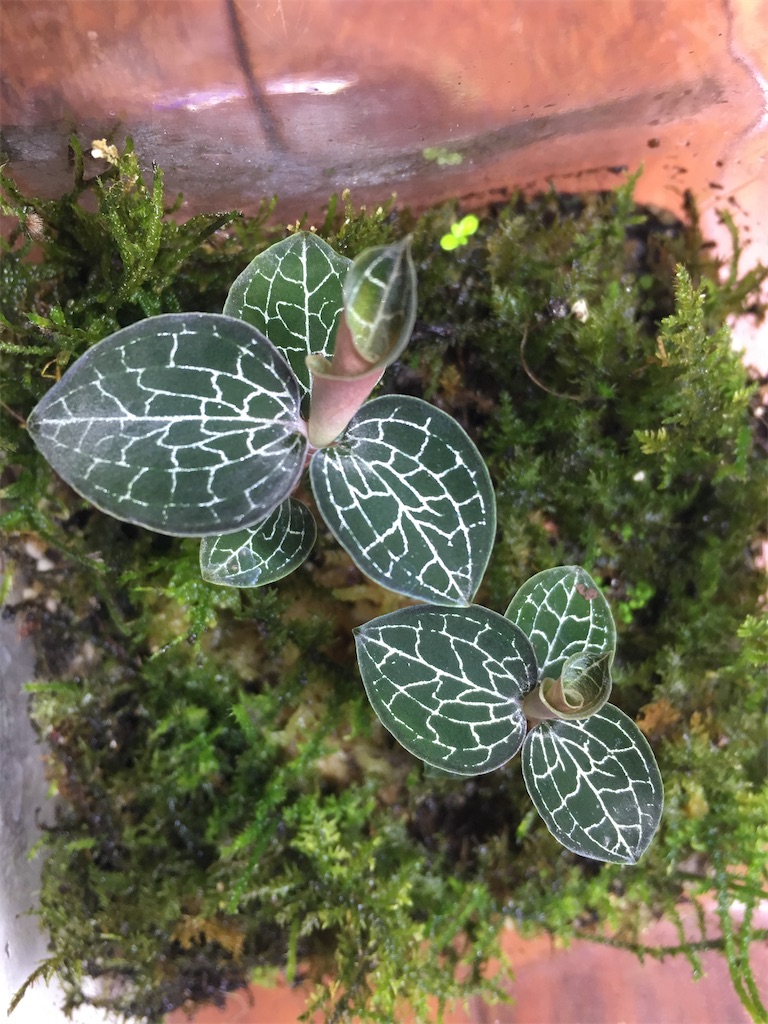 f:id:PUJIMO:20200221022637j:image