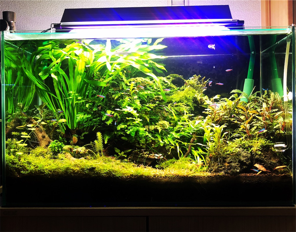 f:id:PUJIMO:20201207161457j:image