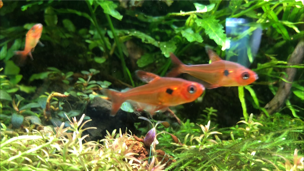 f:id:PUJIMO:20201207161750p:image