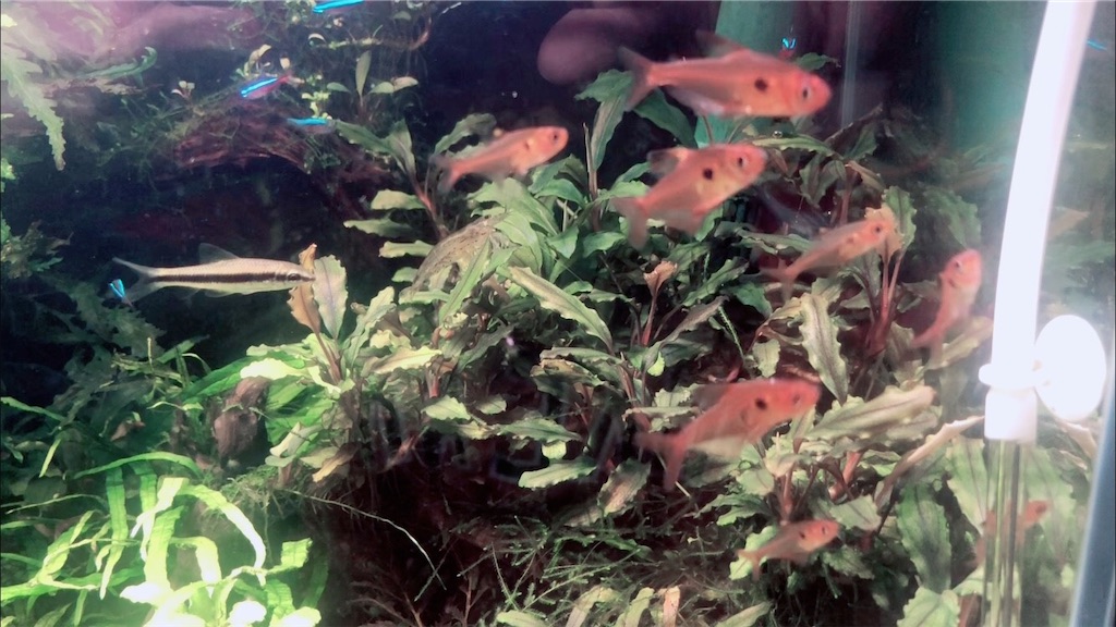 f:id:PUJIMO:20201207165145j:image