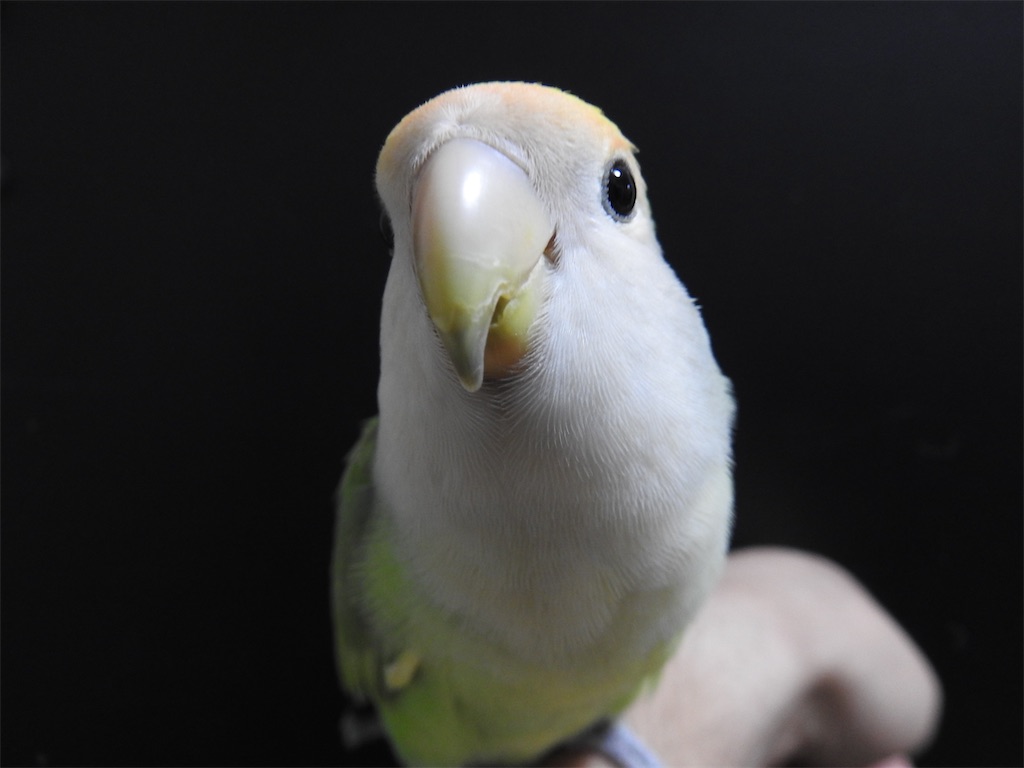 f:id:PUJIMO:20201207180229j:image f:id:PUJIMO:20201207180229j:image