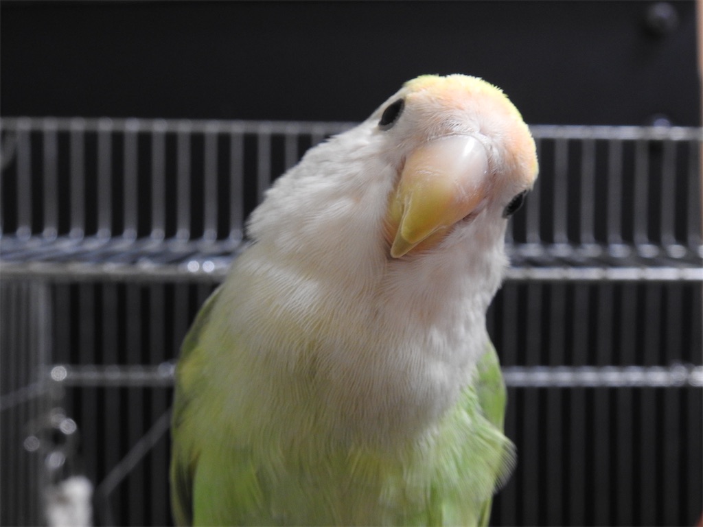 f:id:PUJIMO:20201207180233j:image f:id:PUJIMO:20201207180233j:image