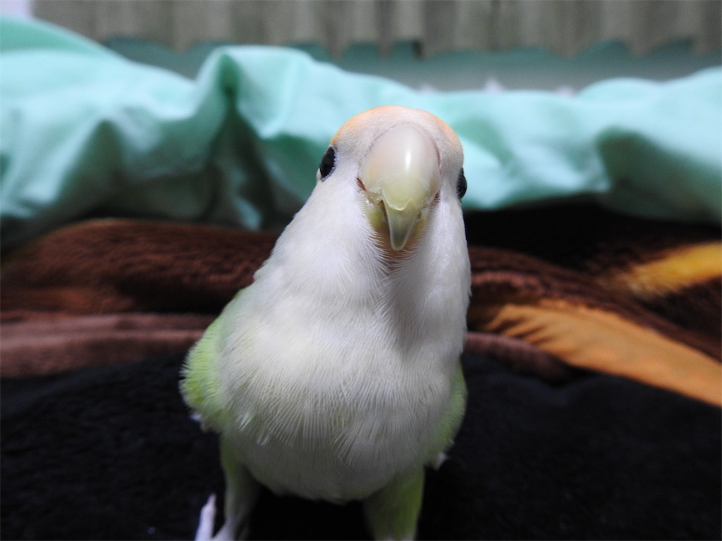 f:id:PUJIMO:20201207180236j:image