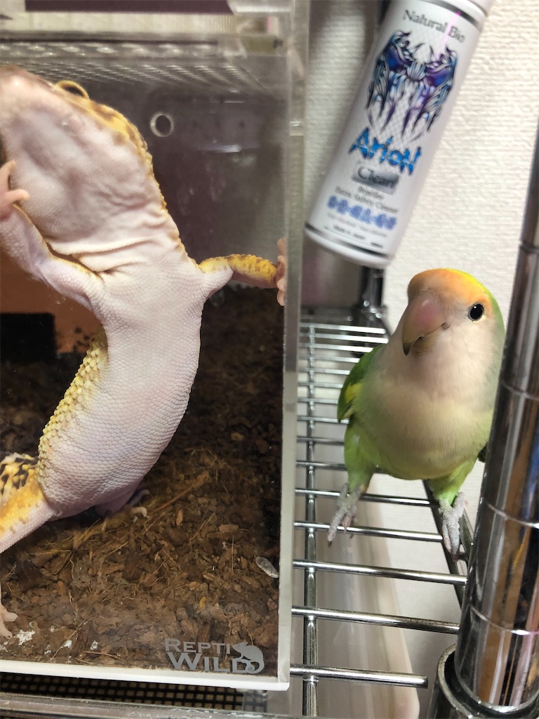 f:id:PUJIMO:20201207181054j:image f:id:PUJIMO:20201207181054j:image