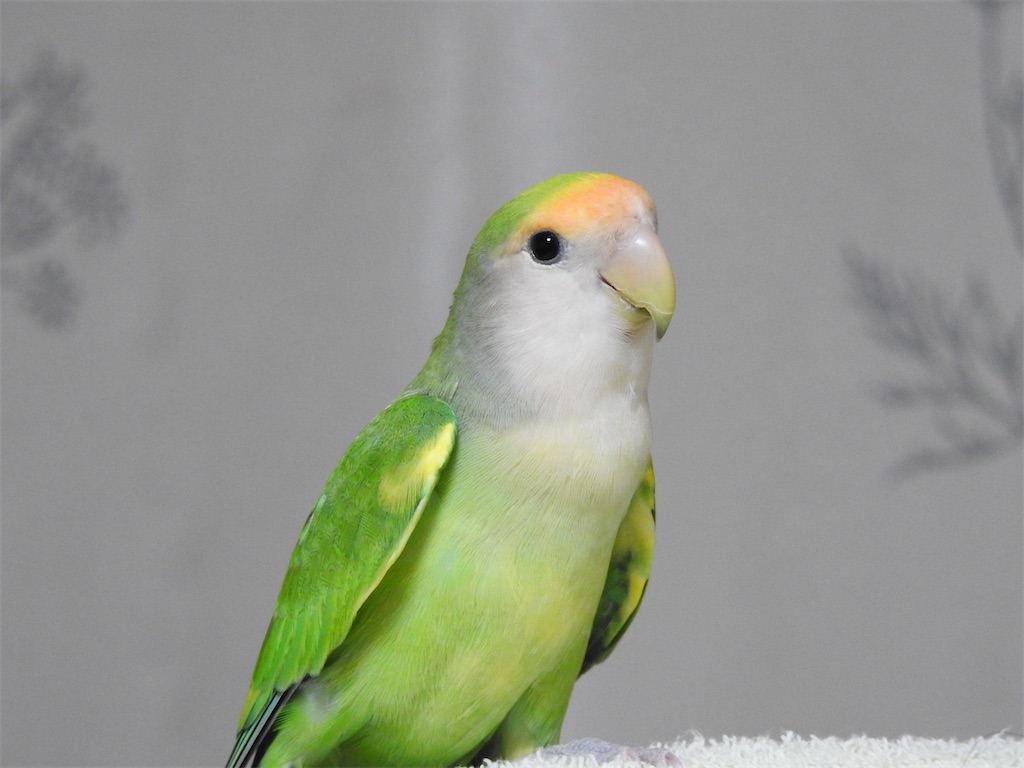 f:id:PUJIMO:20201207182810j:image f:id:PUJIMO:20201207182810j:image