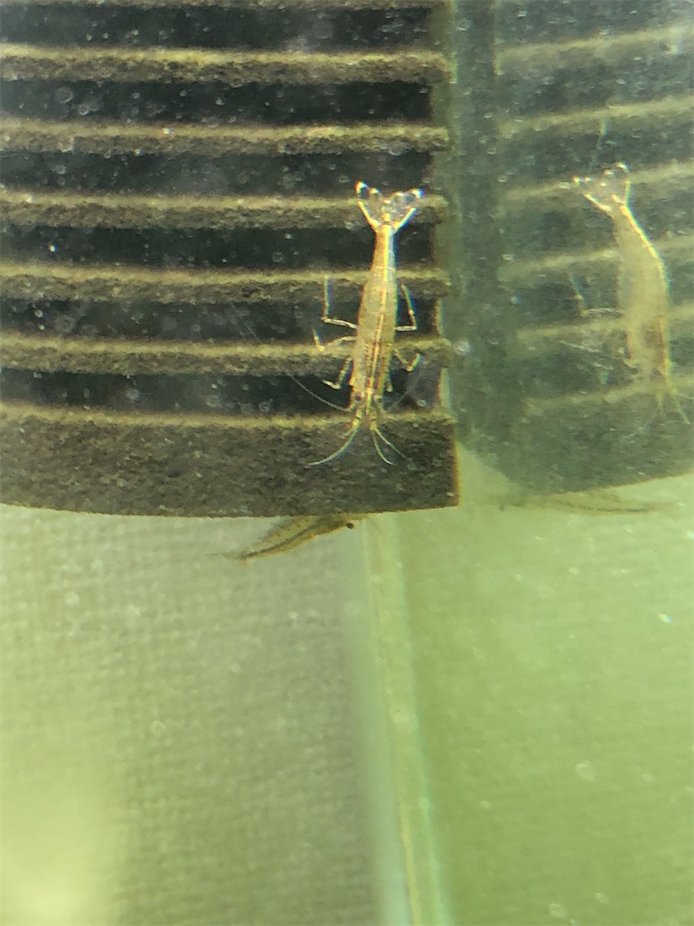 f:id:PUJIMO:20201209004836j:image f:id:PUJIMO:20201209004836j:image