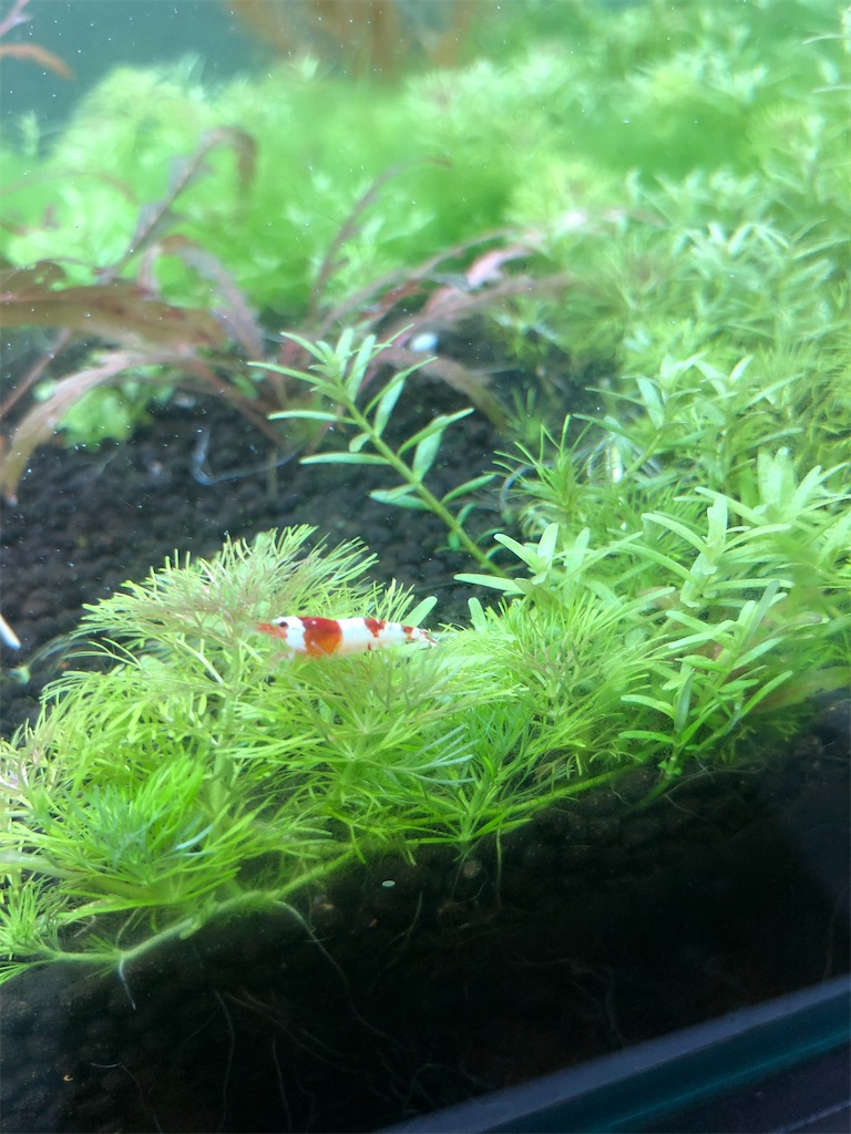 f:id:PUJIMO:20201209005646j:image f:id:PUJIMO:20201209005646j:image