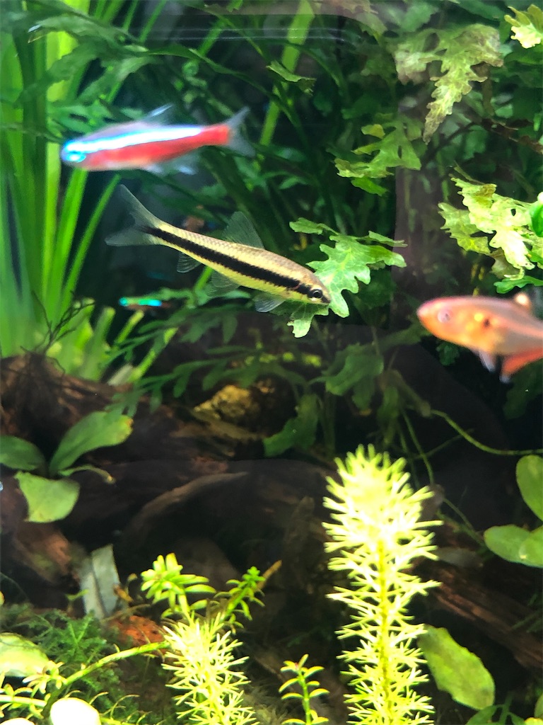 f:id:PUJIMO:20201209010044j:image f:id:PUJIMO:20201209010044j:image