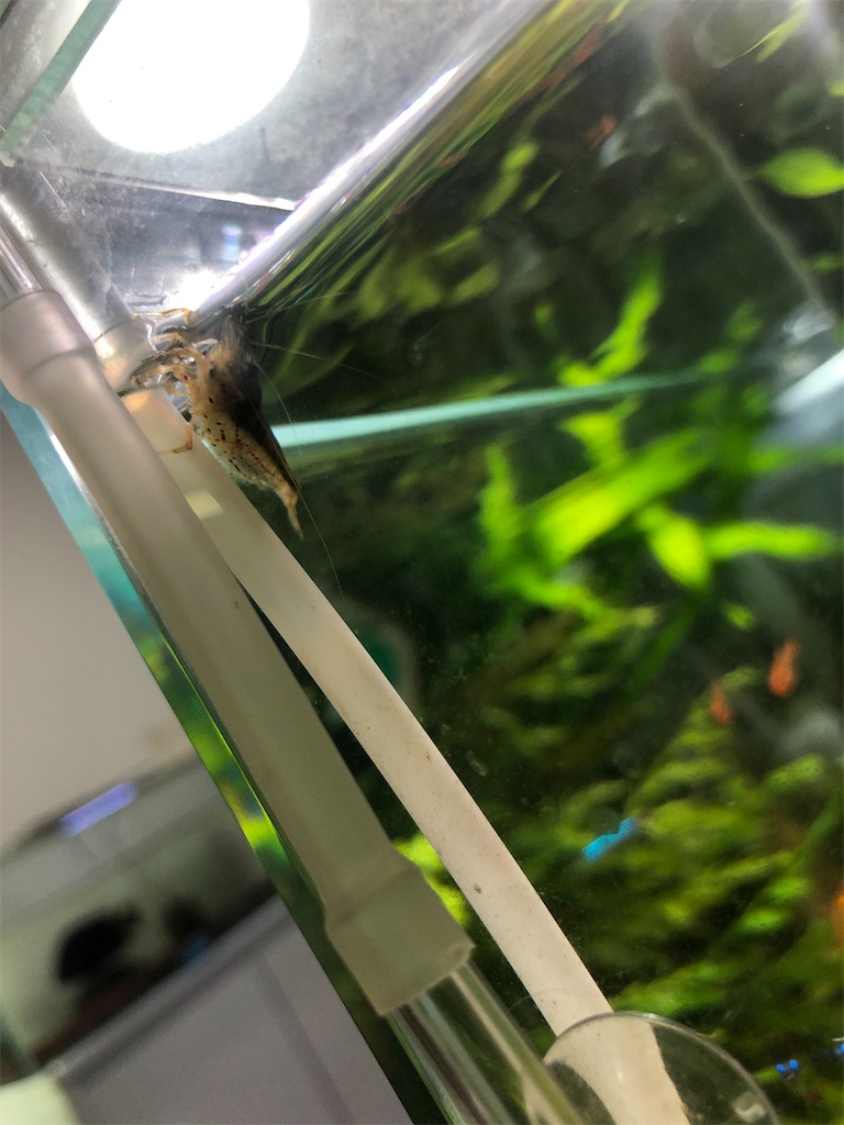 f:id:PUJIMO:20201209010956j:image