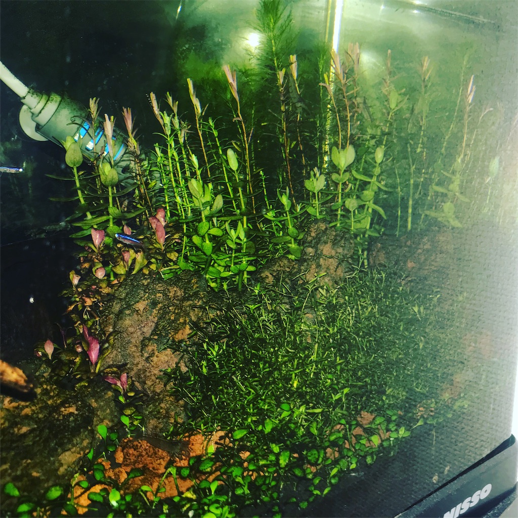 f:id:PUJIMO:20201209134245j:image