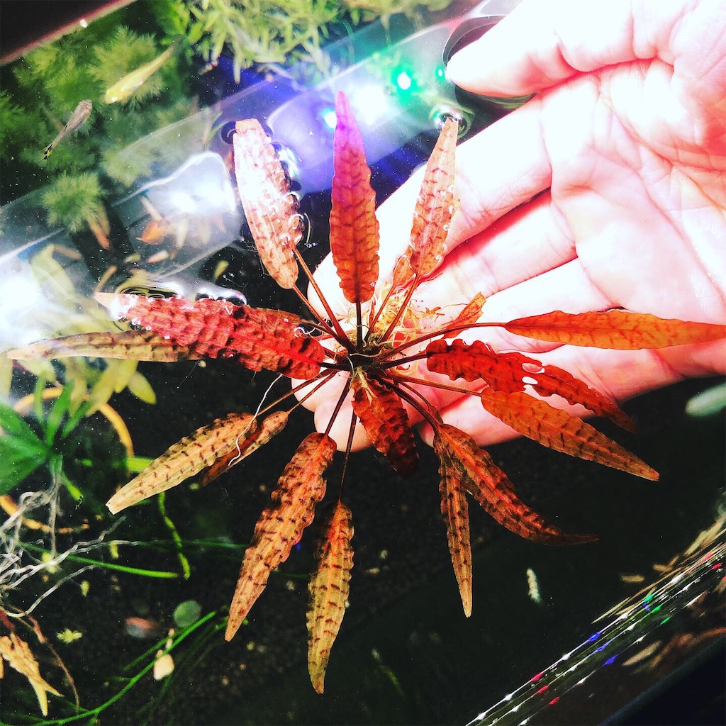 f:id:PUJIMO:20201209135746j:image