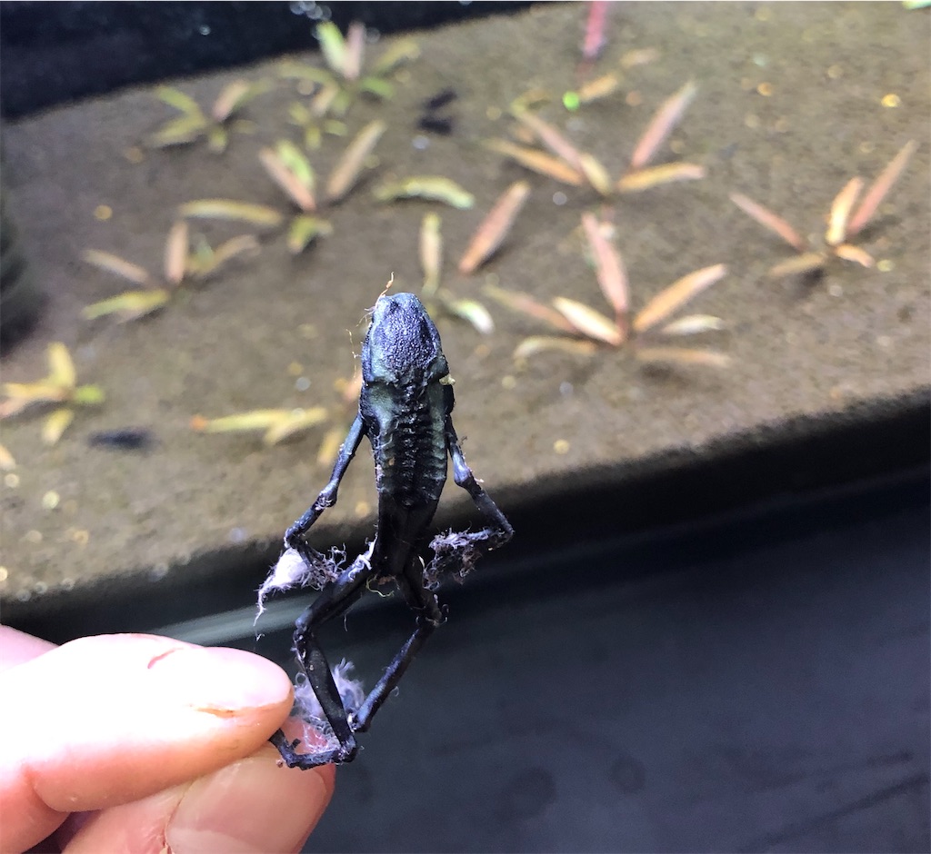 f:id:PUJIMO:20201209194327j:image f:id:PUJIMO:20201209194327j:image