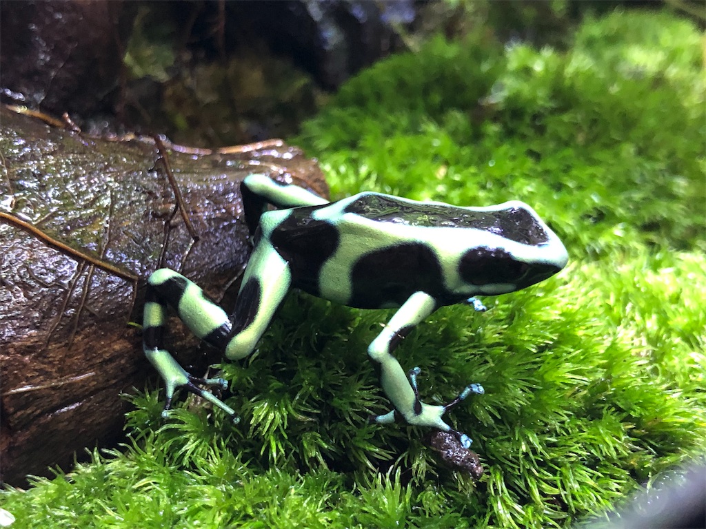 f:id:PUJIMO:20201209200450j:image f:id:PUJIMO:20201209200450j:image