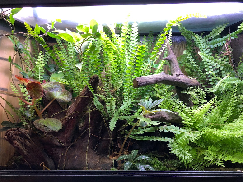 f:id:PUJIMO:20201209202042j:image f:id:PUJIMO:20201209202042j:image