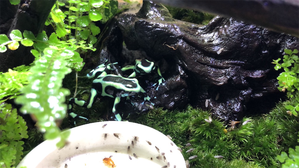 f:id:PUJIMO:20201209202734j:image f:id:PUJIMO:20201209202734j:image