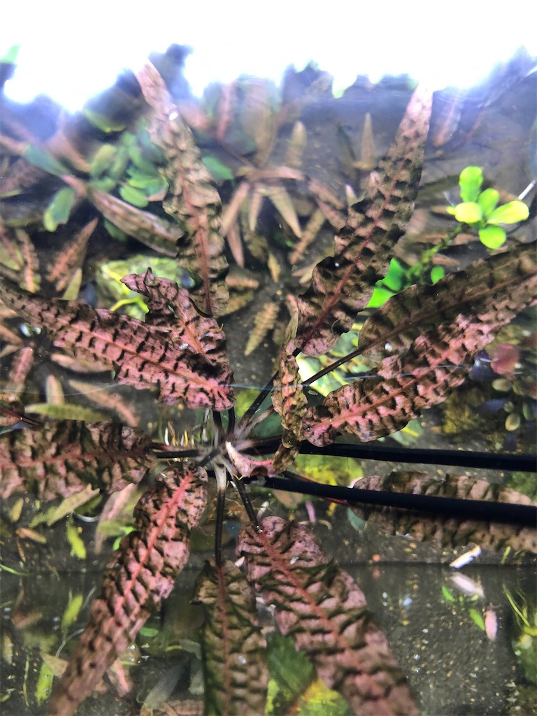 f:id:PUJIMO:20201209203509j:image f:id:PUJIMO:20201209203509j:image