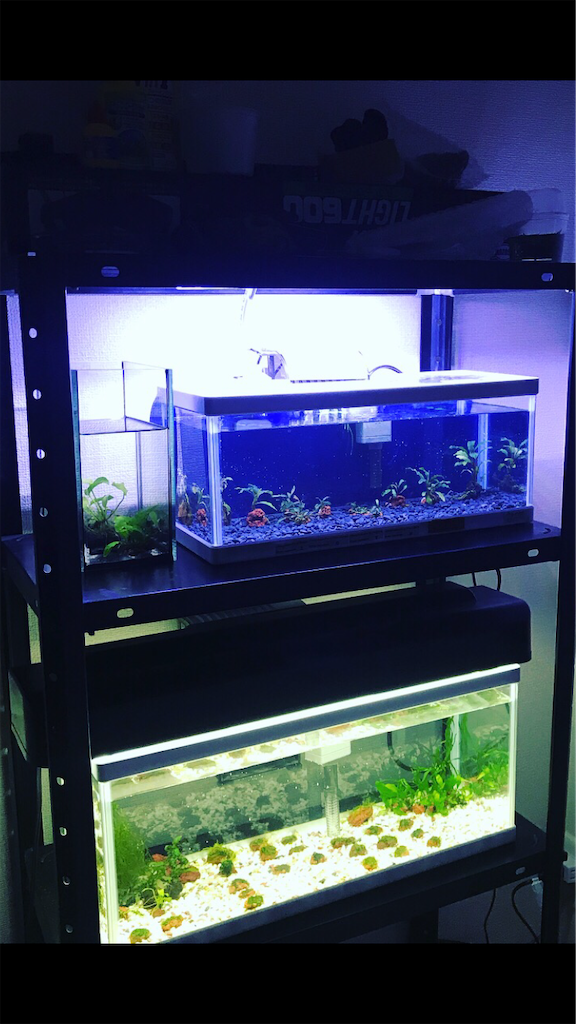 f:id:PUJIMO:20201210213622p:image