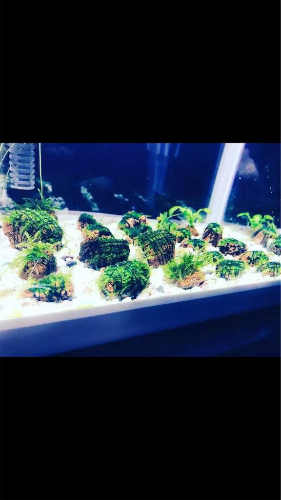 f:id:PUJIMO:20201210213806p:image