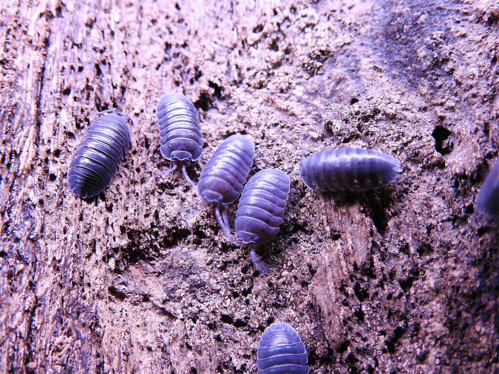 f:id:PUJIMO:20201211123434j:image