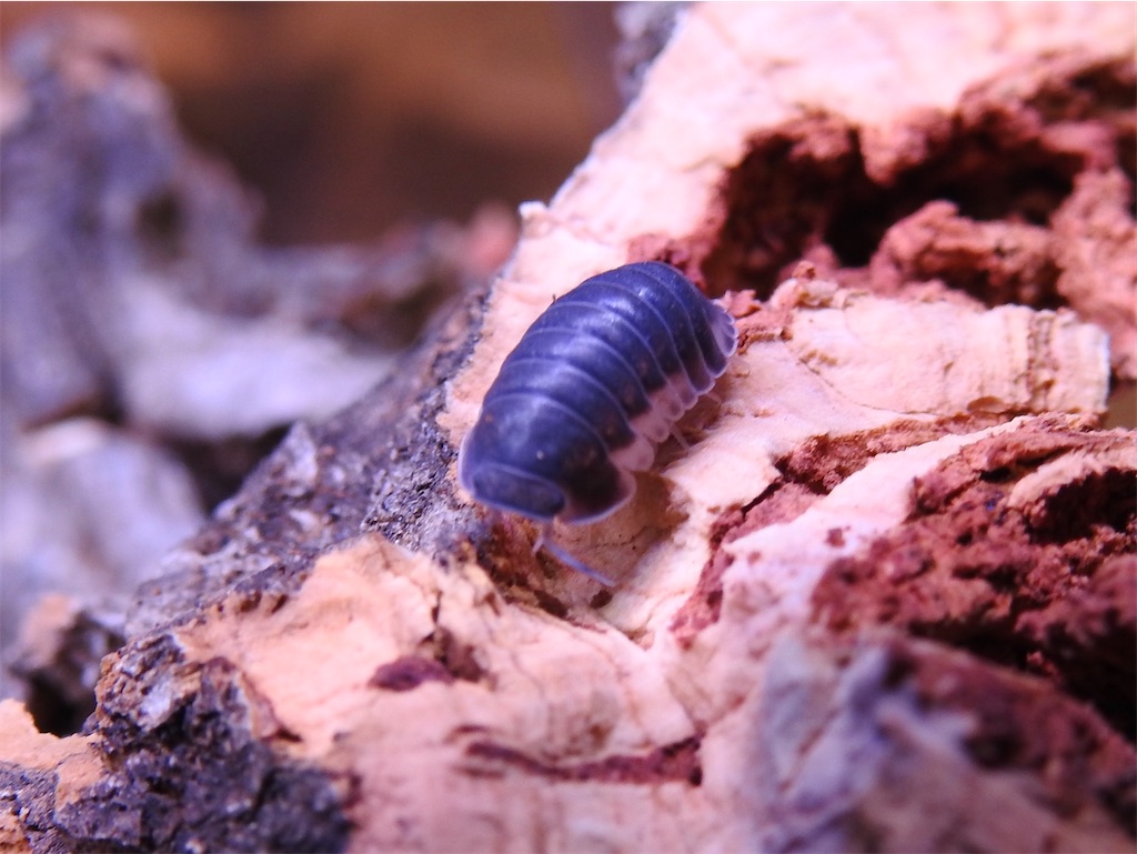 f:id:PUJIMO:20201211124338j:image