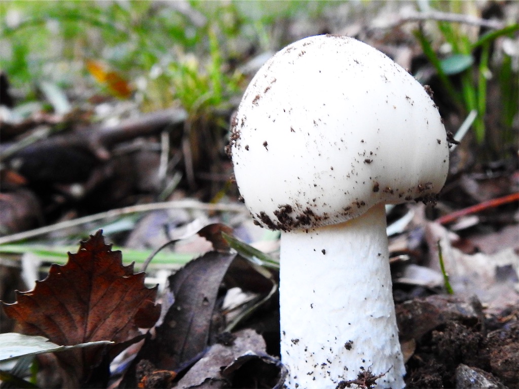 f:id:PUJIMO:20201211125538j:image