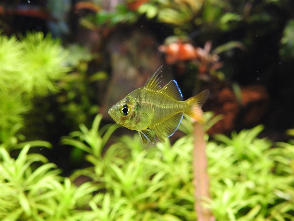 f:id:PUJIMO:20201212234625j:image f:id:PUJIMO:20201212234625j:image