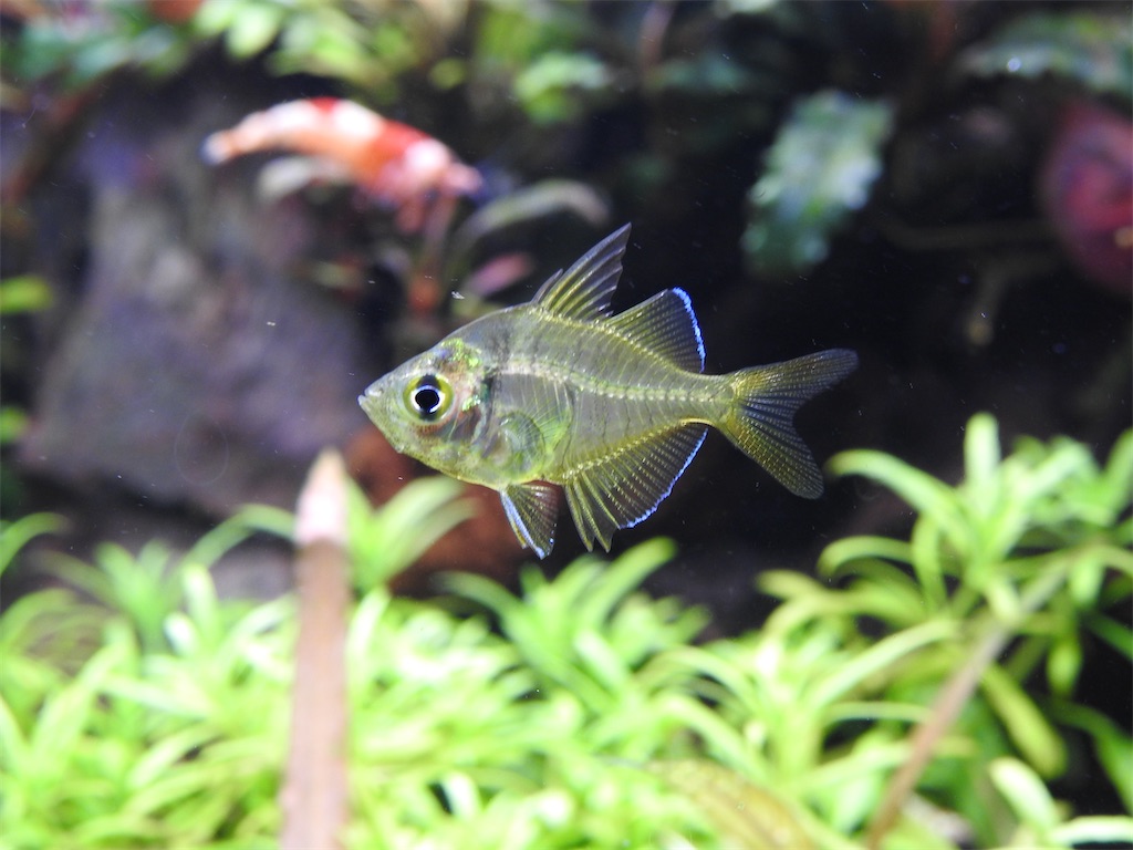 f:id:PUJIMO:20201212234629j:image f:id:PUJIMO:20201212234629j:image