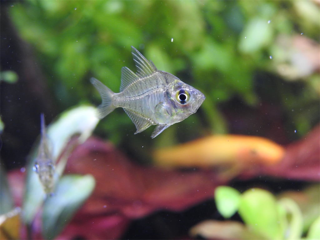 f:id:PUJIMO:20201212234633j:image f:id:PUJIMO:20201212234633j:image