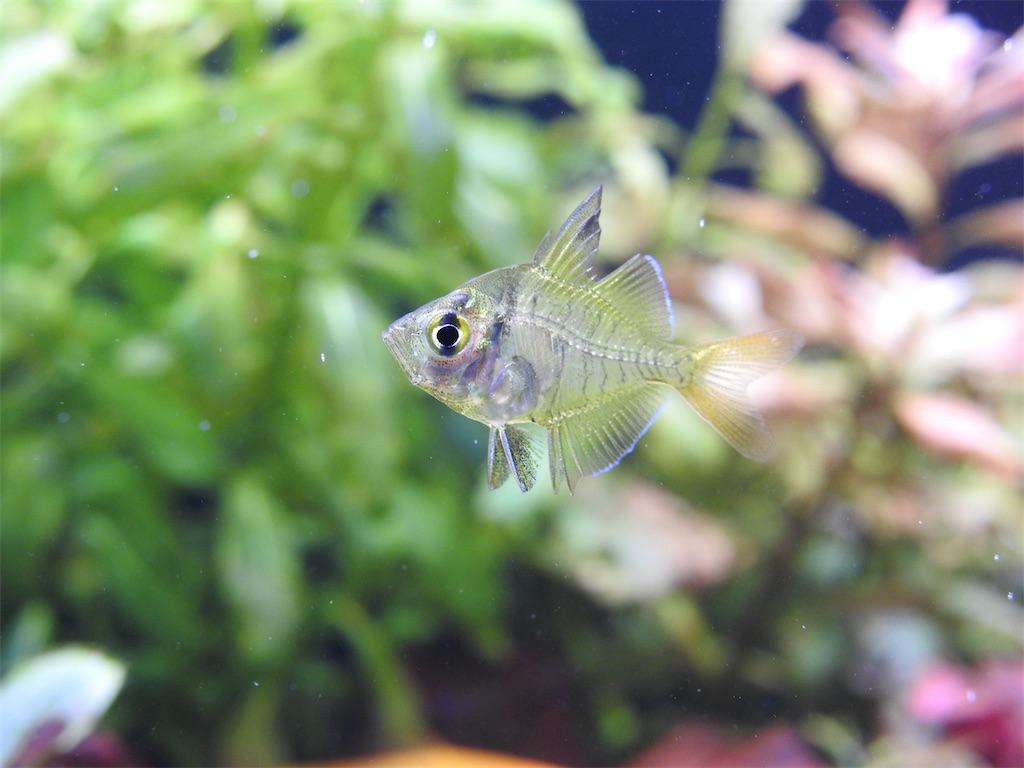 f:id:PUJIMO:20201212234636j:image f:id:PUJIMO:20201212234636j:image