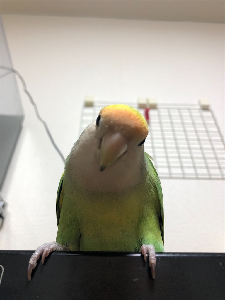 f:id:PUJIMO:20201213002315j:image f:id:PUJIMO:20201213002315j:image