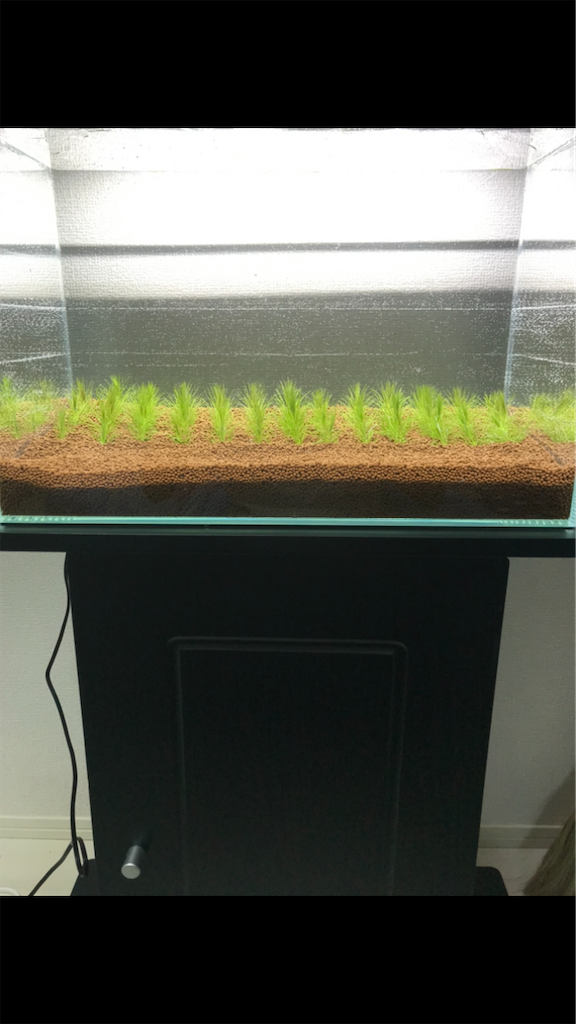 f:id:PUJIMO:20201213022820p:image