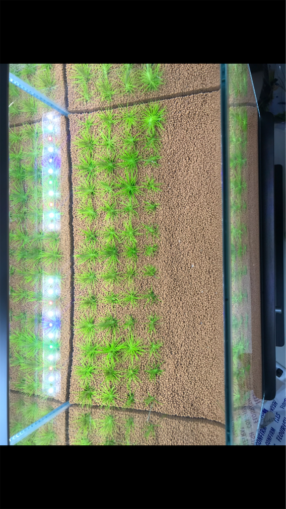 f:id:PUJIMO:20201213022936p:image