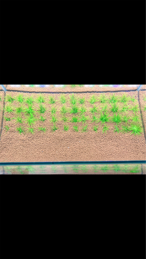 f:id:PUJIMO:20201213022951p:image