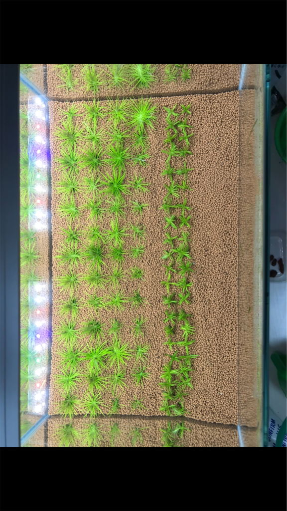 f:id:PUJIMO:20201213023044p:image