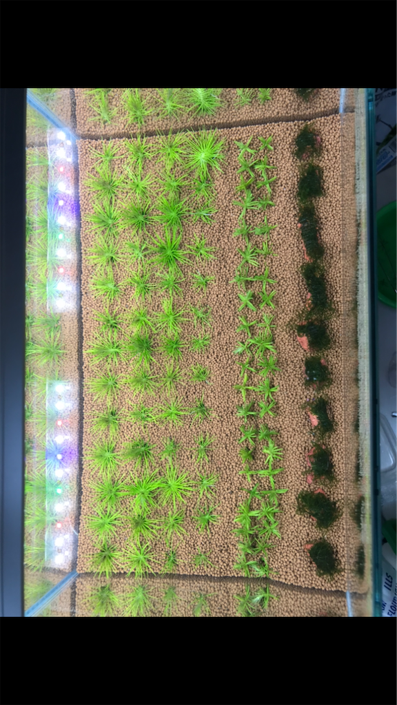 f:id:PUJIMO:20201213023127p:image