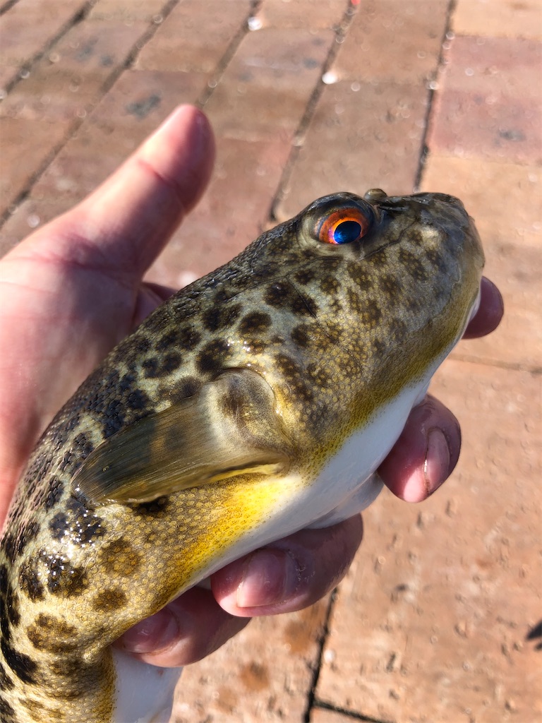 f:id:PUJIMO:20201213193706j:image