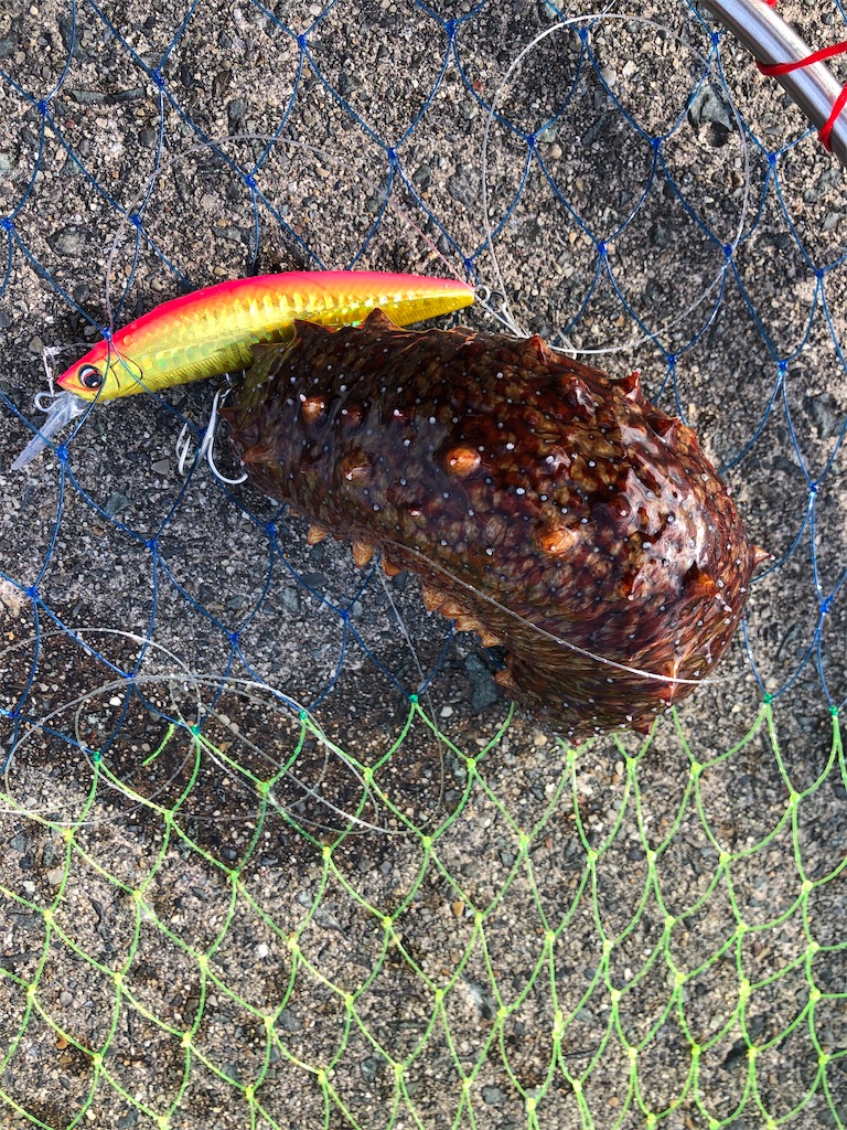 f:id:PUJIMO:20201213193711j:image