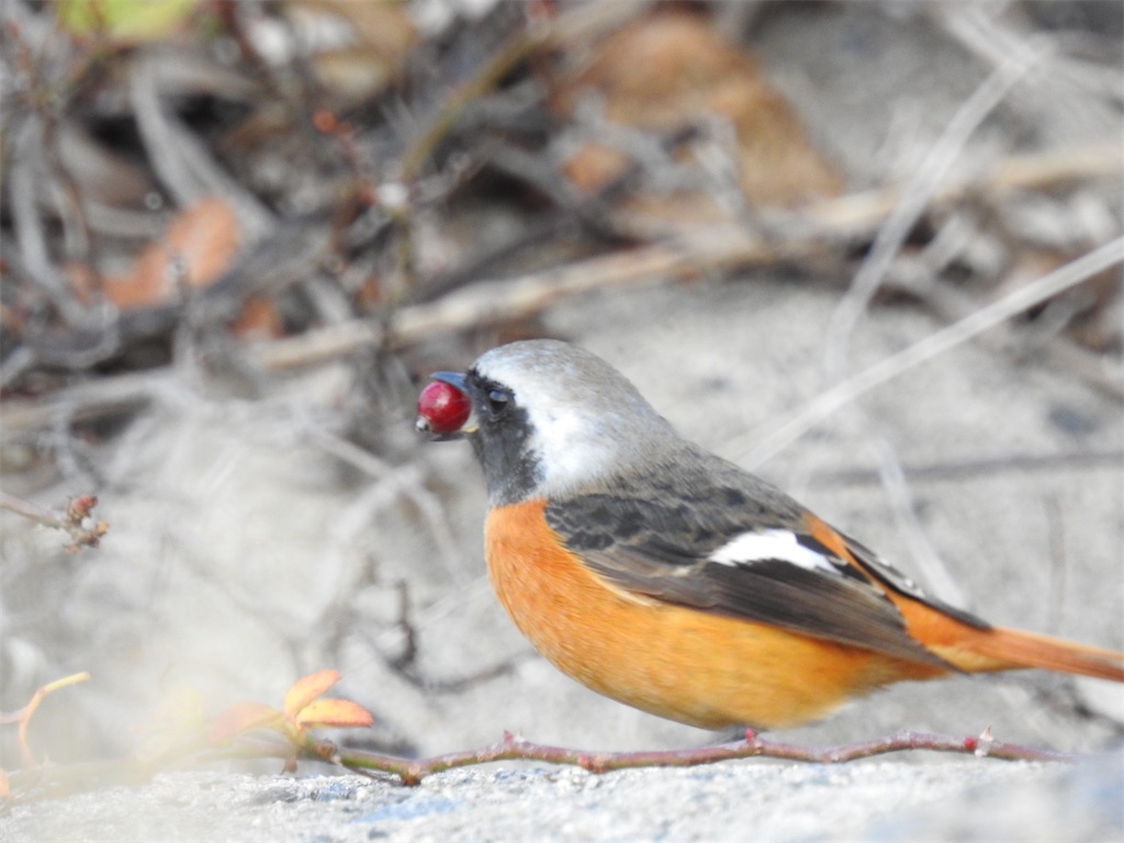 f:id:PUJIMO:20201213193934j:image