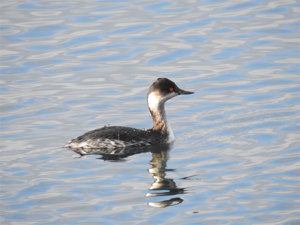 f:id:PUJIMO:20201213201045j:image