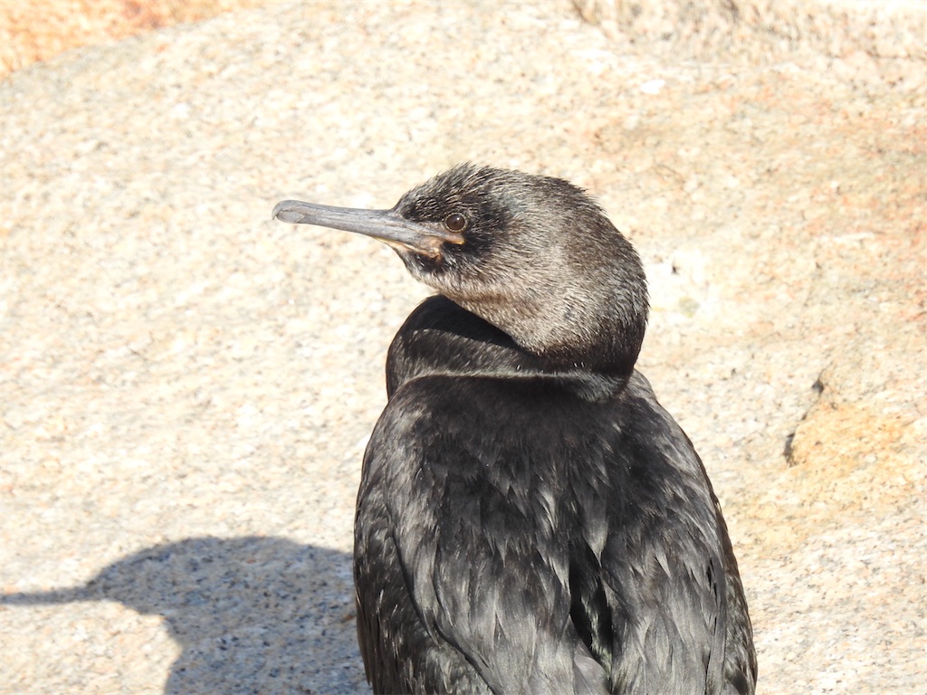 f:id:PUJIMO:20201213201149j:image