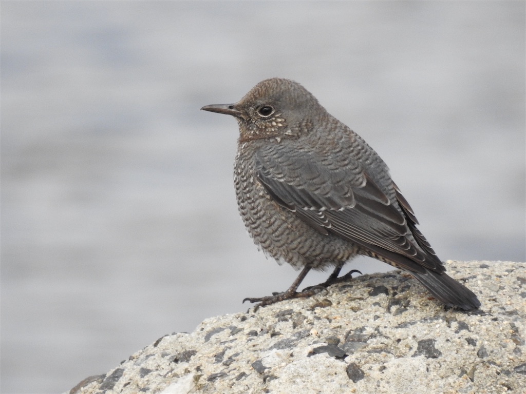 f:id:PUJIMO:20201213201625j:image