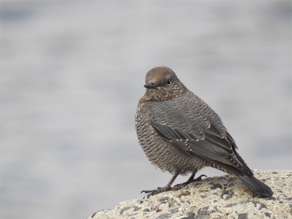 f:id:PUJIMO:20201213202124j:image