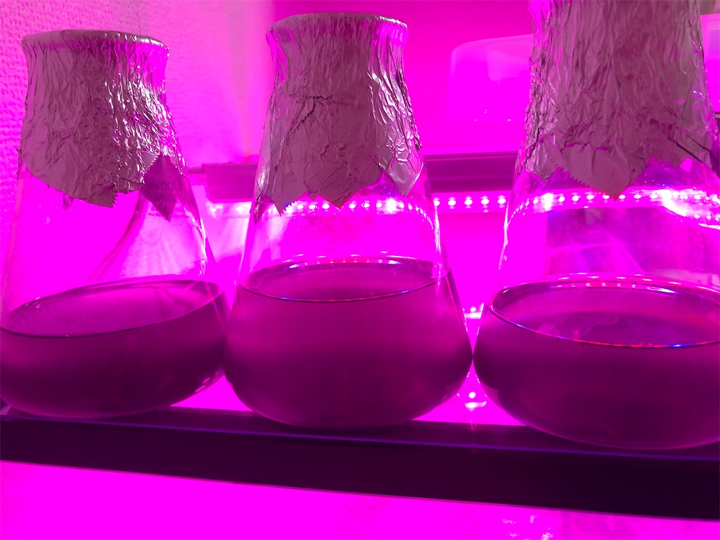 f:id:PUJIMO:20201214214357j:image f:id:PUJIMO:20201214214357j:image