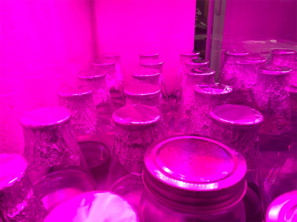 f:id:PUJIMO:20201214214646j:image f:id:PUJIMO:20201214214646j:image