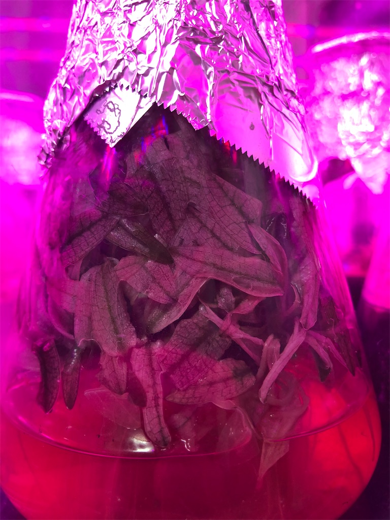 f:id:PUJIMO:20201214215210j:image f:id:PUJIMO:20201214215210j:image