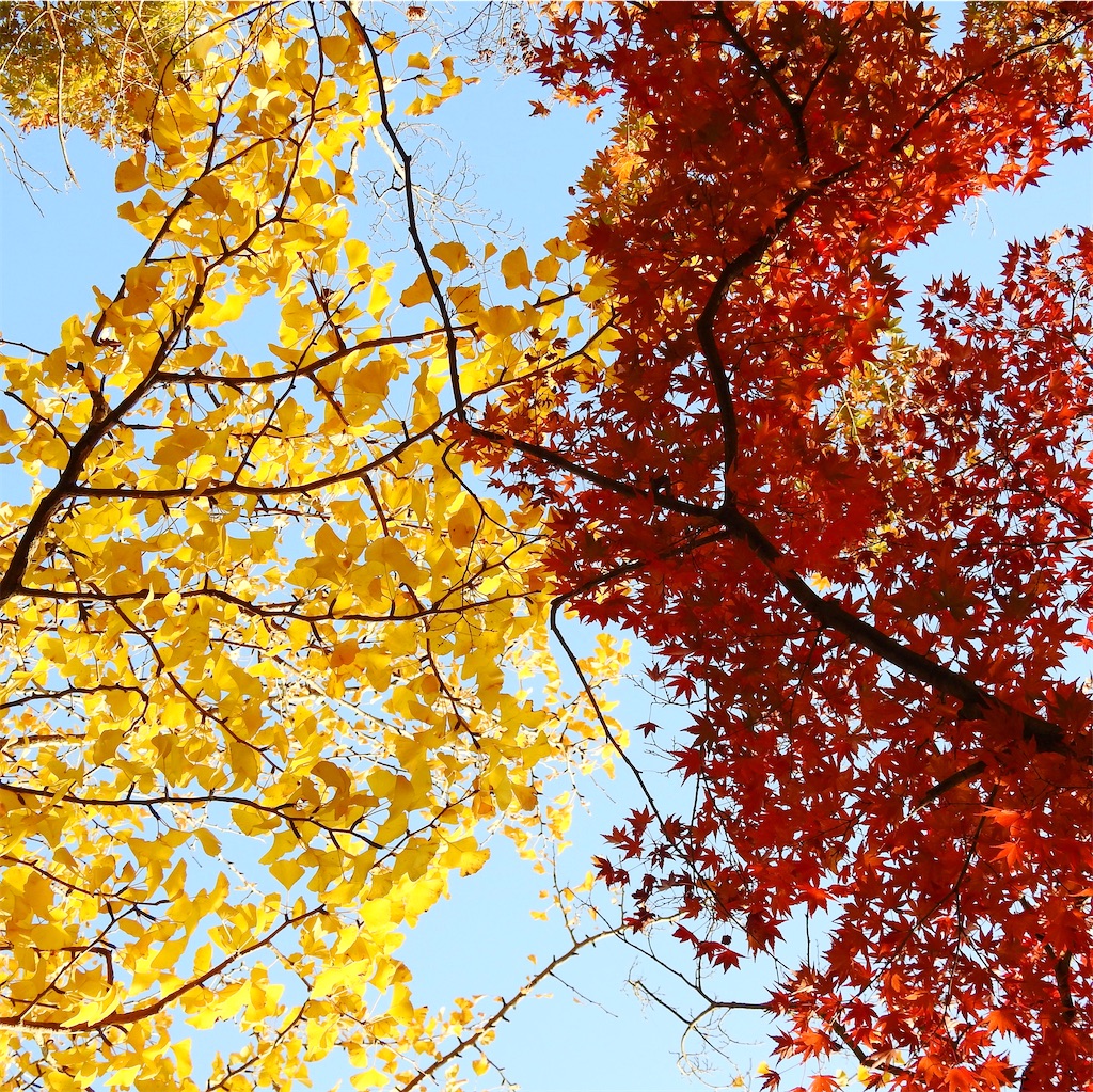 f:id:PUJIMO:20201215121853j:image