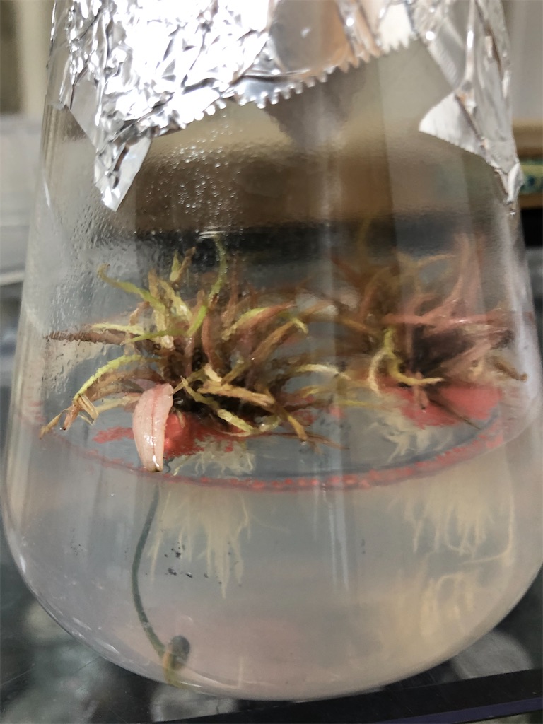 f:id:PUJIMO:20201215205458j:image