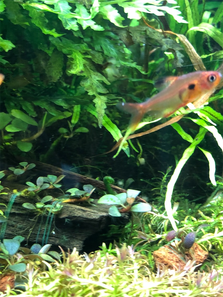 f:id:PUJIMO:20201215230834j:image